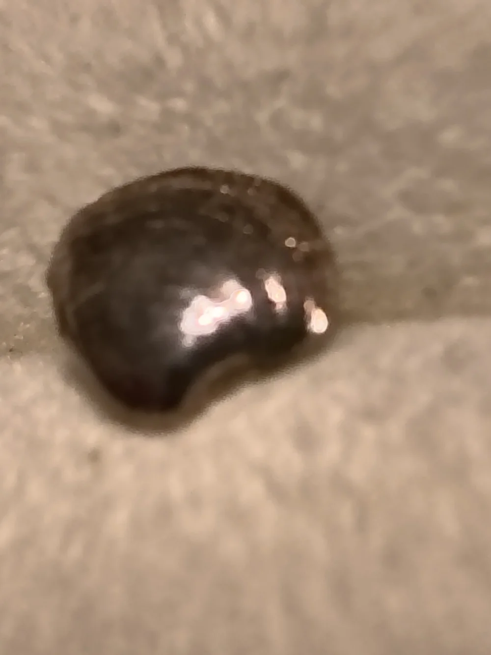 Sterling Silver Handmade Clam Shell Stud Earrings* Very Detailed Unsigned